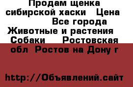 Продам щенка сибирской хаски › Цена ­ 8 000 - Все города Животные и растения » Собаки   . Ростовская обл.,Ростов-на-Дону г.